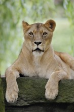 African lion (Panthera leo), female, captive, occurring in Africa
