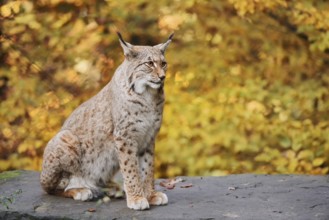 Eurasian lynx (Lynx lynx) sitting on a stone in autumn, captive, Germany