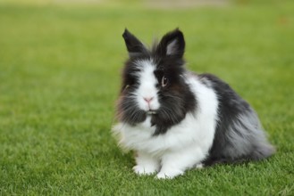 Lionhead rabbit (Oryctolagus cuniculus forma domestica) in a meadow, North Rhine-Westphalia,