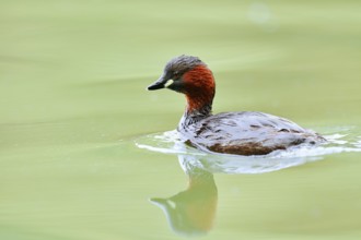 Little grebe (Tachybaptus ruficollis), North Rhine-Westphalia, Germany