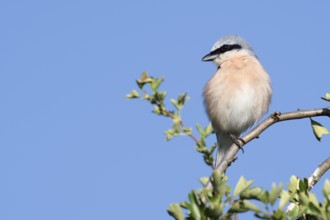 Red-backed shrike (Lanius collurio), male, North Rhine-Westphalia, Germany