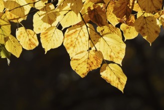 Summer lime (Tilia platyphyllos), leaves in autumn, North Rhine-Westphalia, Germany