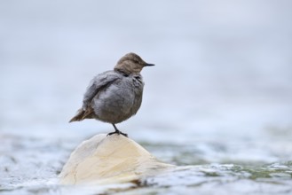 Grey White-throated Dipper (Cinclus mexicanus) standing on a rock in the water, Waterton Lakes