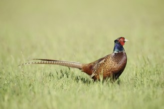 Hunting pheasant (Phasianus colchicus), cock standing in a meadow, North Rhine-Westphalia, Germany