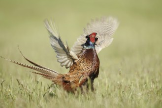 Hunting pheasant (Phasianus colchicus), cock mating in a meadow, North Rhine-Westphalia, Germany