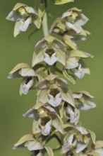 Broad-leaved helleborine or broad-leaved marsh orchid (Epipactis helleborine), inflorescence, North