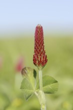 Purple clover or foxtail clover (Trifolium rubens), inflorescence, North Rhine-Westphalia, Germany