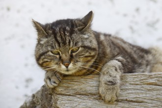 Domestic cat (Felis catus) lying on a wooden bench, Brittany, France