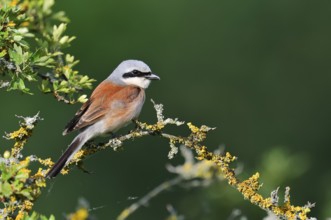 Red-backed shrike (Lanius collurio), male, North Rhine-Westphalia, Germany