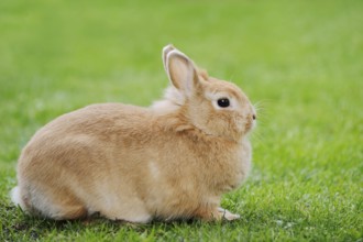 Dwarf rabbit (Oryctolagus cuniculus forma domestica) in a meadow, North Rhine-Westphalia, Germany