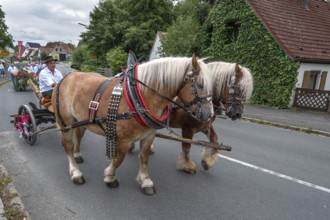 Two Haflinger horses pull the church tree to the fairground, Eckenhaid, Middle Franconia, Bavaria,