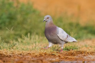 Rock dove (Columba livia) on a farmers field, Belchite, Aragon, Saragossa, Spain
