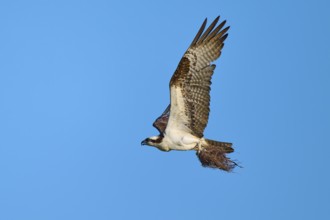 Osprey flying with outstretched wings under a clear sky, Osprey (Pandion haliaetus), Flamingo,