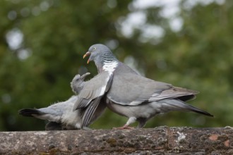 Wood pigeon (Columba palumbus) juvenile baby squab bird asking for food from an adult parent bird