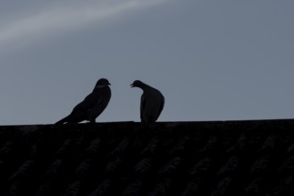 Wood pigeon (Columba palumbus) two adult birds performing their love courtship display on an urban