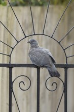 Wood pigeon (Columba palumbus) juvenile baby squab bird sitting on an urban garden metal gate,