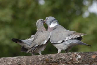 Wood pigeon (Columba palumbus) adult parent bird feeding a juvenile baby squab bird on an urban