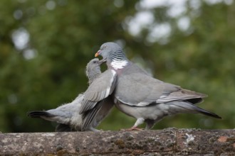 Wood pigeon (Columba palumbus) juvenile baby squab bird begging for food from an adult parent bird