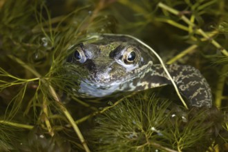 Common frog (Rana temporaria) adult amphibian on the water surface of a garden pond, England,
