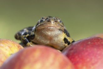 Common frog (Rana temporaria) adult amphibian on a fallen apple in a garden, England, United