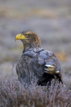 White-tailed eagle, Eurasian sea eagle (Haliaeetus albicilla) adult on the ground in moorland,