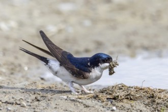 Common house martin, northern house martin (Delichon urbicum) collecting mud in beak from puddle