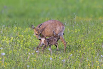 European roe deer (Capreolus capreolus) female, doe sniffing single fawn in meadow, grassland with