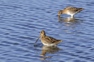 Two common snipes (Gallinago gallinago) foraging in shallow water by probing soft mud in pond in