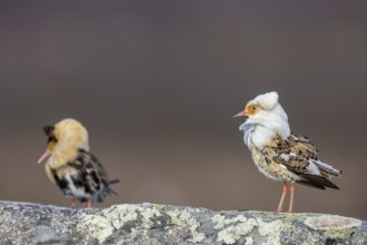 Two ruffs (Calidris pugnax), satellite with white neck ruff and territorial male in breeding
