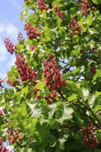 Red-flowering horse chestnut (Aesculus carnea), North Rhine-Westphalia, Germany