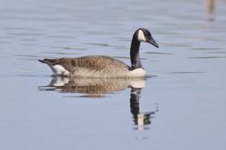 Canada goose (Branta canadensis), swimming on a lake, wildlife, birds, geese, nature reserve