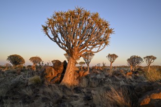 Quiver tree (Aloe dichotoma) in the morning light, quiver tree forest near Keetmanshoop, Karas