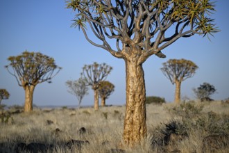 Quiver trees (Aloe dichotoma), quiver tree forest near Keetmanshoop, Karas Region, Namibia