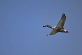 Flying drake of the shoveler (Anas clypeata) in front of a blue sky, Lower Rhine, North