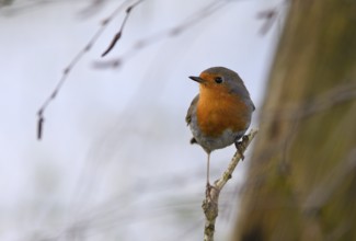 European robin (Erithacus rubecula), Lower Rhine, North Rhine-Westphalia, Germany