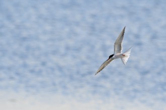 Common Tern (Sterna hirundo) in flight, Lower Rhine, North Rhine-Westphalia, Germany