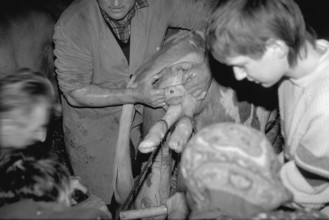 Cow birth with the help of a rope in a cowshed, black and white, Franconia, Bavaria, Germany