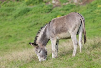 A male grey domestic donkey (Equus asinus) grazes in a green paddock
