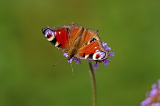 Butterfly, peacock butterfly (Aglais io), Purpletop vervain (Verbena bonariensis), Burgstemmen,