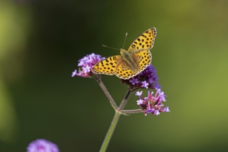 Butterfly, Small Pearl-bordered Fritillary (Issoria lathonia), Purpletop vervain (Verbena