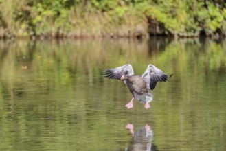 An adult greylag goose (Anser anser) lands on a lake on a sunny day. Bavaria, Germany