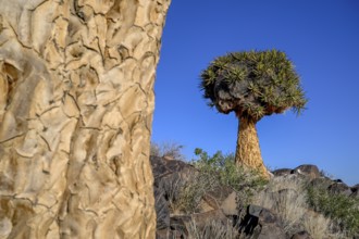 Quiver tree (Aloe dichotoma), quiver tree forest near Keetmanshoop, Karas Region, Namibia