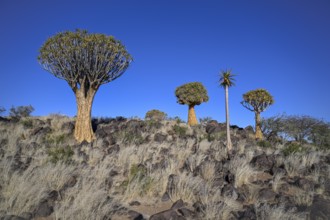 Quiver trees (Aloe dichotoma), quiver tree forest near Keetmanshoop, Karas Region, Namibia