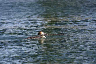 Great crested grebe (Podiceps ribbonfish) on a lake, summer, Germany