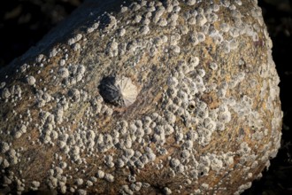 Limpet and barnacles (Patella vulgata, Semibalanus balanoides), rocks by the sea, Otroya or Otrøya