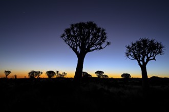 Quiver trees (Aloe dichotoma), blue hour, quiver tree forest near Keetmanshoop, Karas Region,