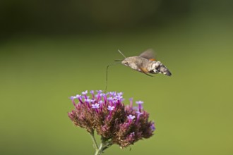 Butterfly, pigeon tail (Macroglossum stellatarum), also known as hummingbird butterfly or