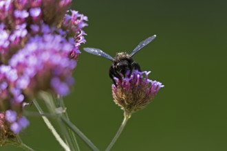 Wood bee (Xylocopa), Purpletop vervain (Verbena bonariensis), Burgstemmen, Nordstemmen, Lower