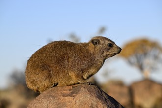Klippschliefers (Procavia capensis), desert dormice or Klippdachs in the quiver tree forest near