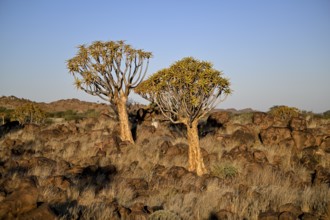 Quiver trees (Aloe dichotoma), quiver tree forest near Keetmanshoop, Karas Region, Namibia